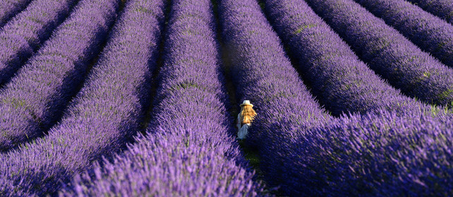 France, Valensole
