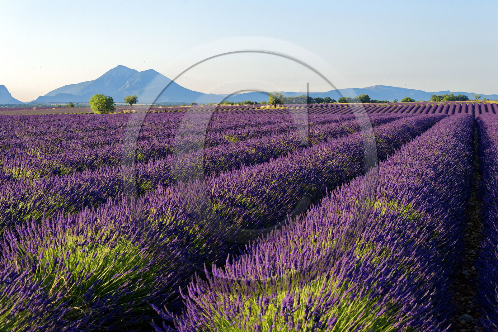 France, Valensole
