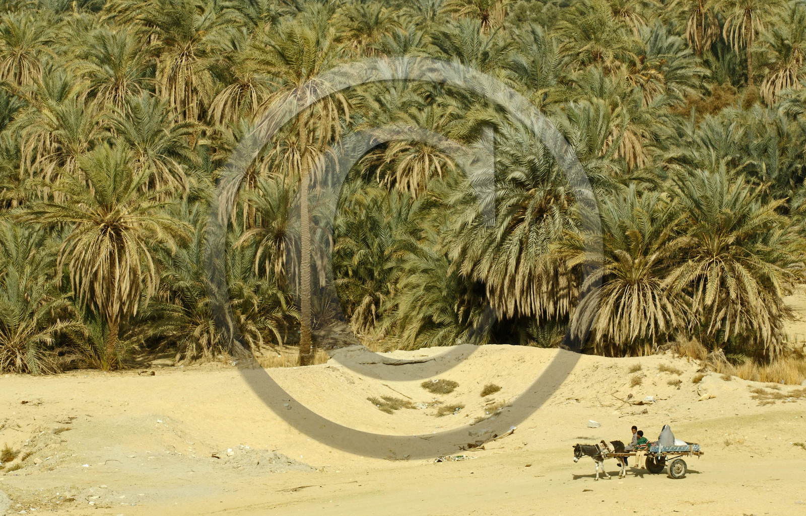 Egypte, Siwa