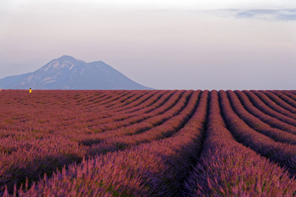 France, Valensole