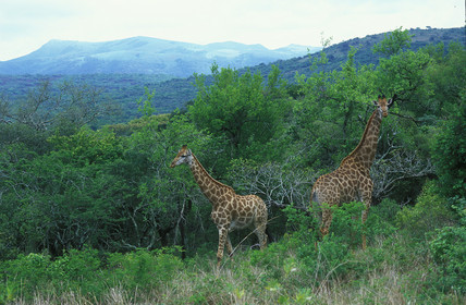 AFRIQUE DU SUD