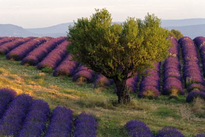 France, Valensole