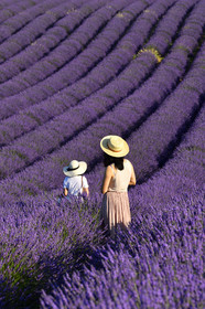 France, Valensole
