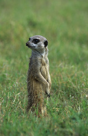 AFRIQUE DU SUD