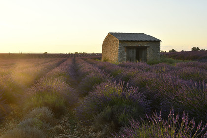 France, Valensole