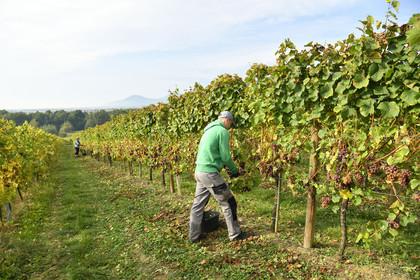 France, Dambach la Ville