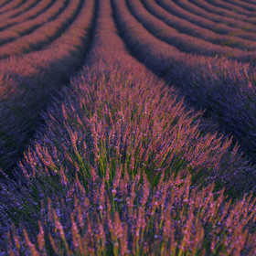France, Valensole