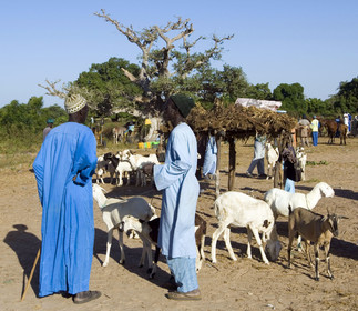 Marché de Gueguenne, Sénégal