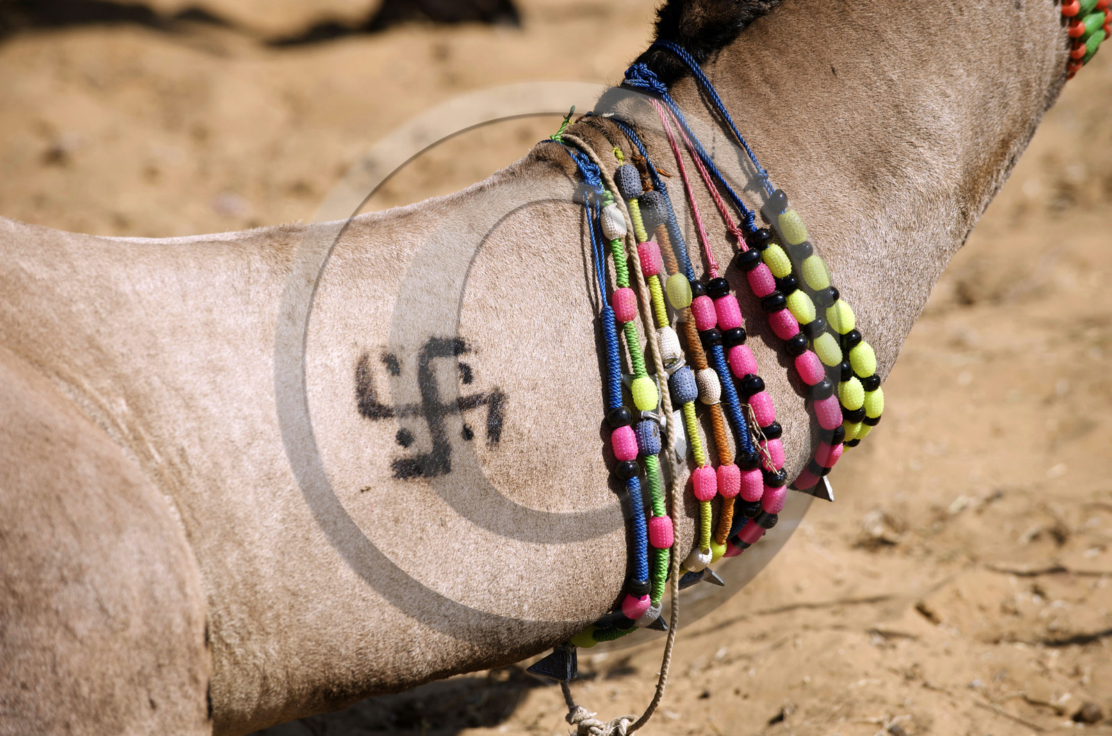Inde, Pushkar
