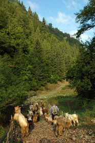 Rhodopes, Bulgarie