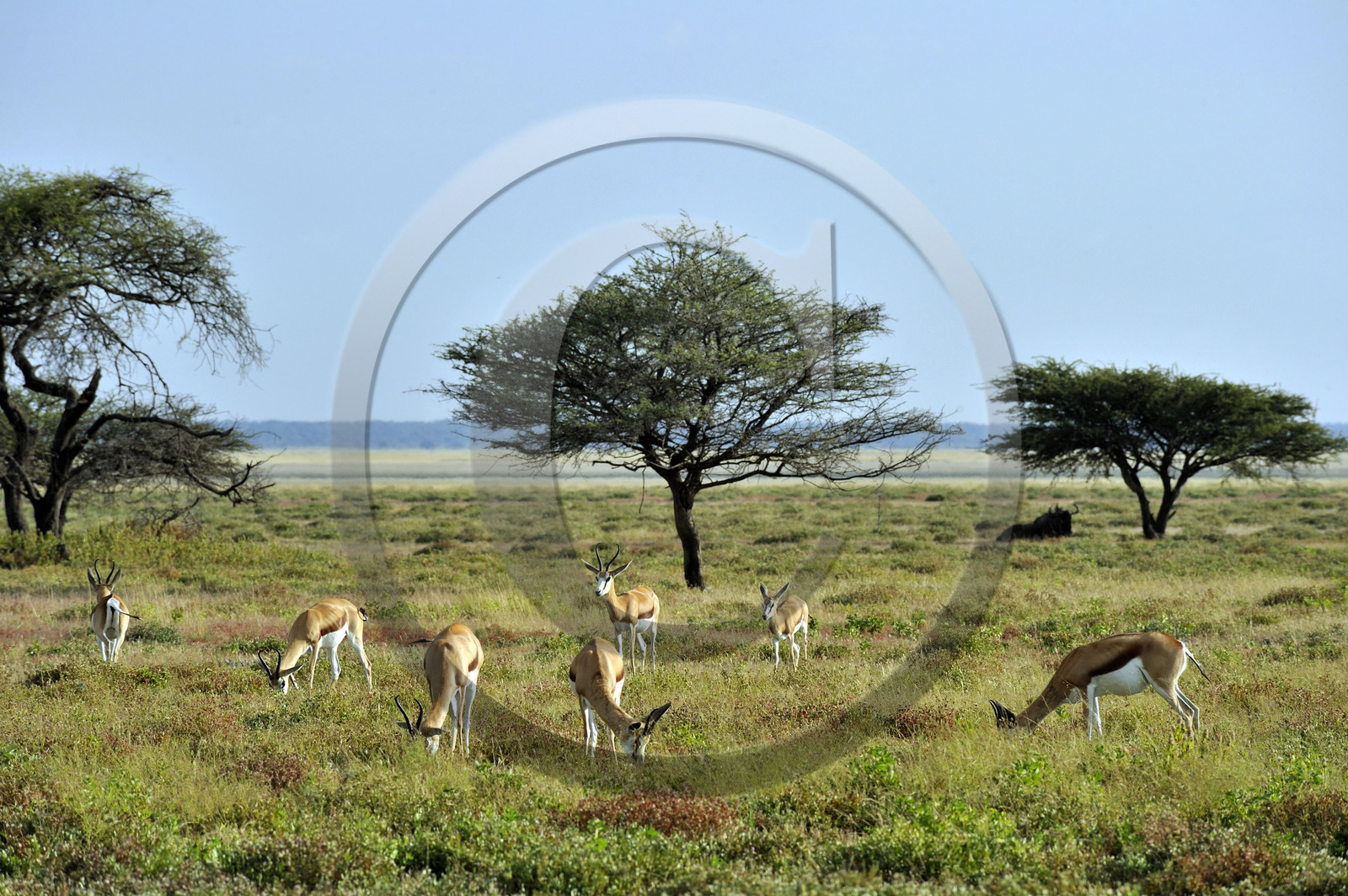 Namibie, Etosha