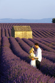 France, Valensole