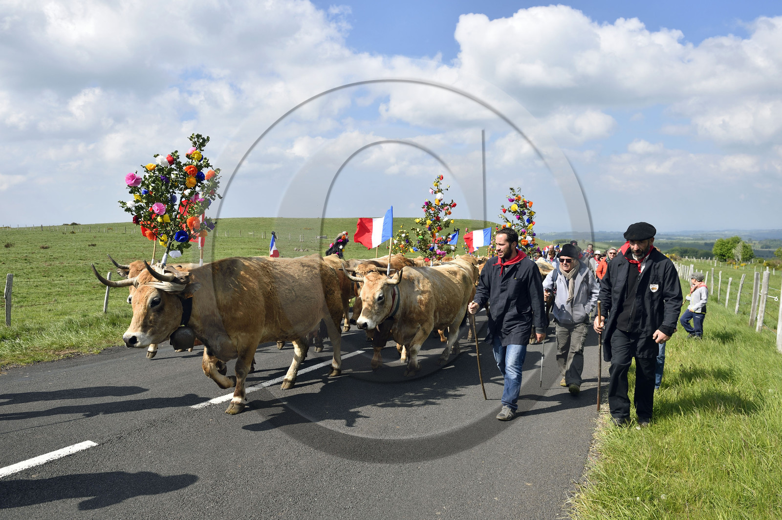 France, Aubrac