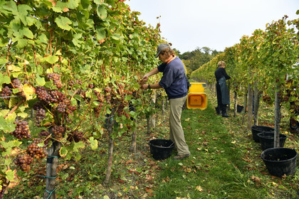 France, Dambach la Ville