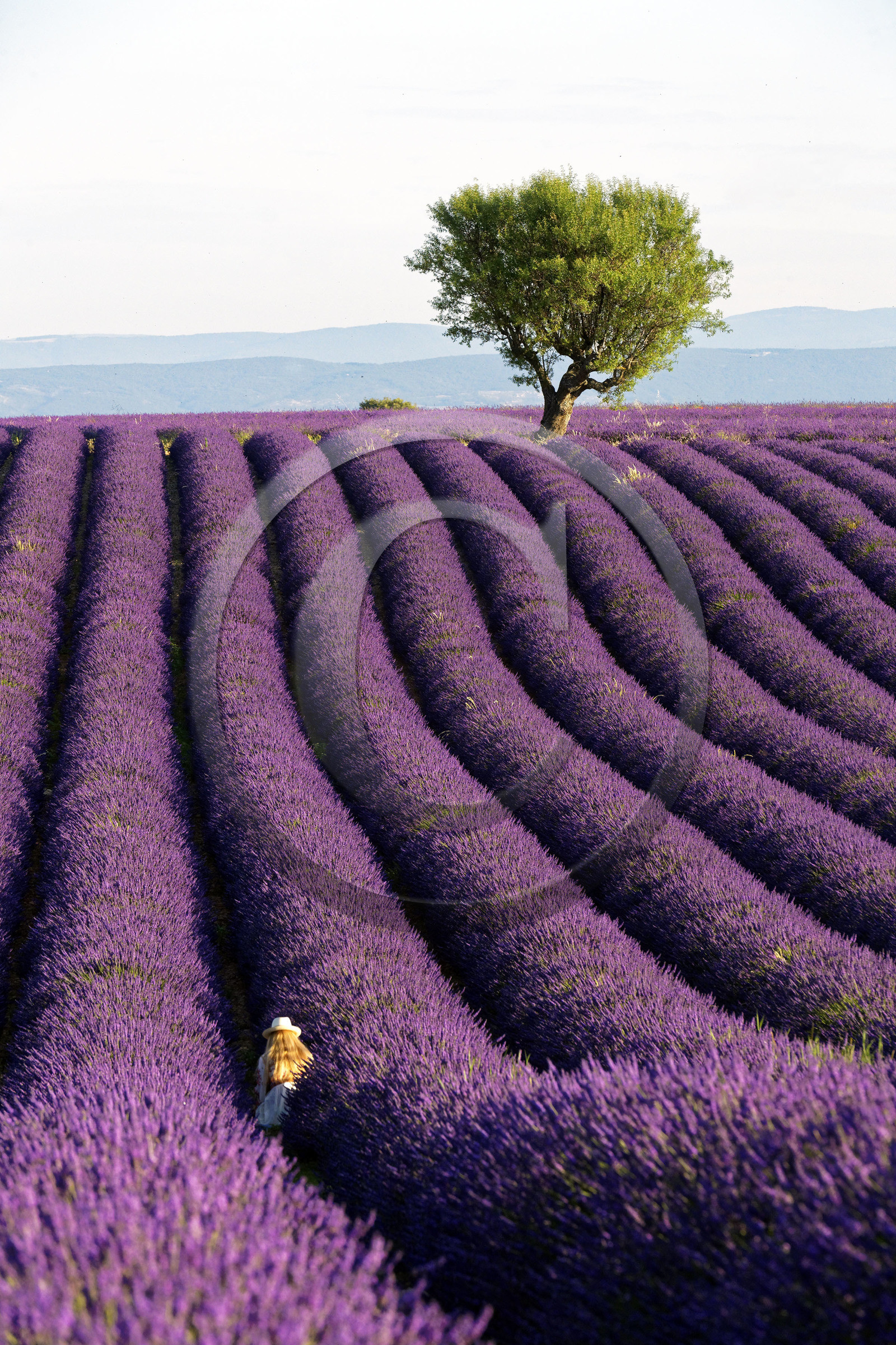 France, Valensole