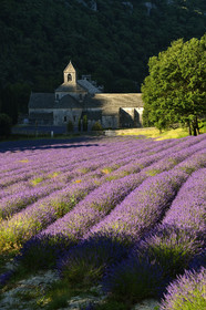 France, Senanque