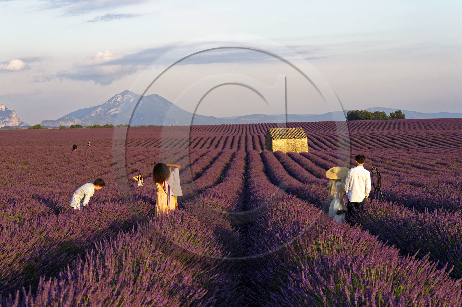 France, Valensole