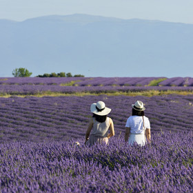 France, Valensole