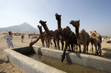 Inde, Pushkar