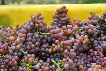 France, Dambach la Ville