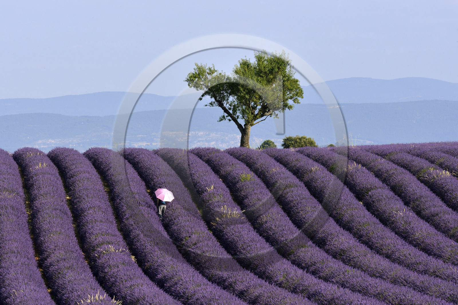 France, Valensole