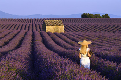 France, Valensole