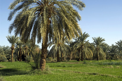 Egypte, Dakhla
