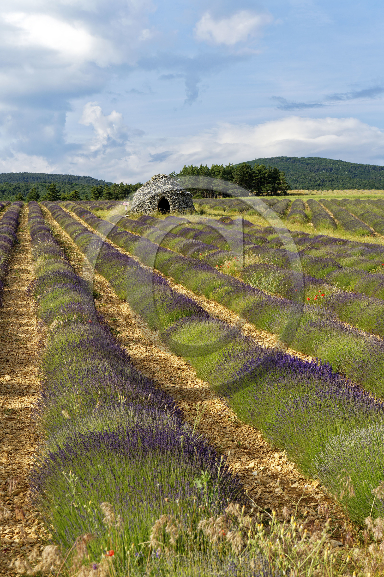 France, Sault