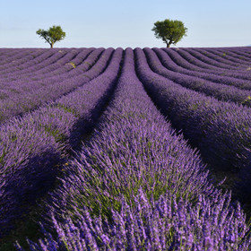 France, Valensole