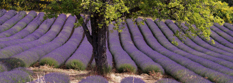 France, Mont Ventoux