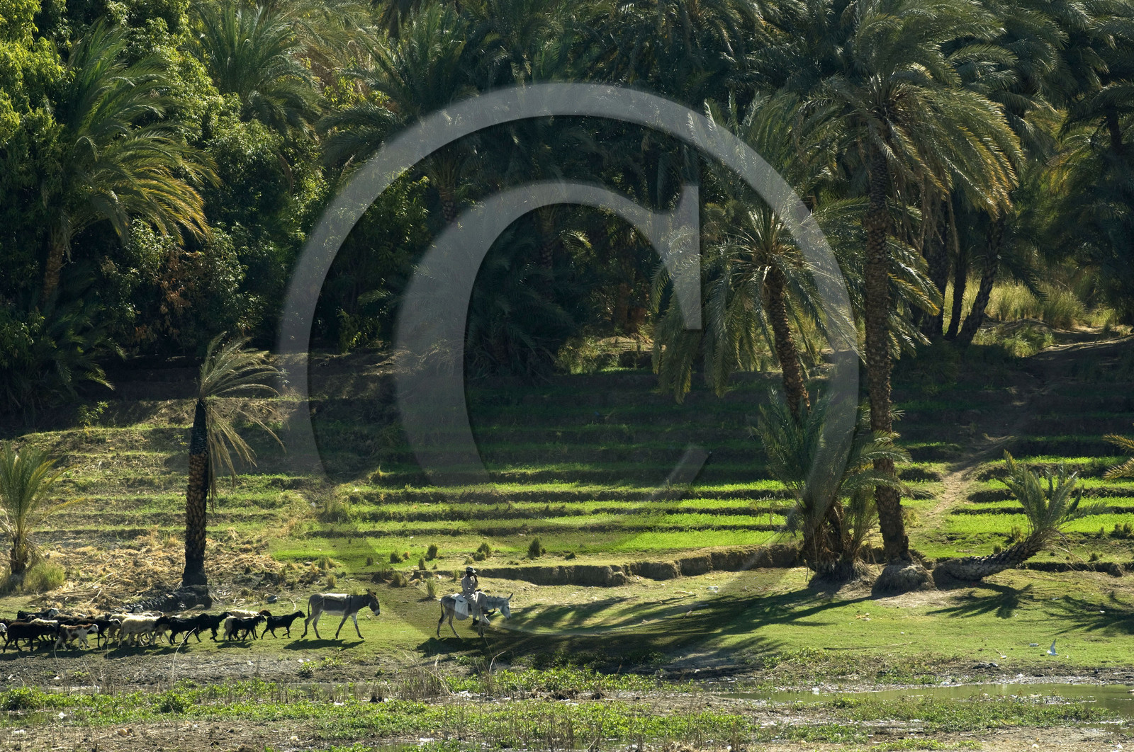 Egypte, vallée du Nil