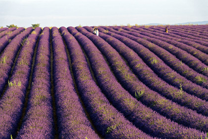 France, Valensole