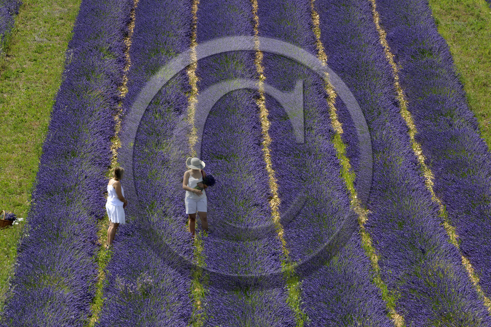 France, Valensole