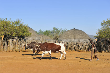 AFS, Shakaland