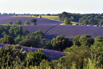 France, Valensole
