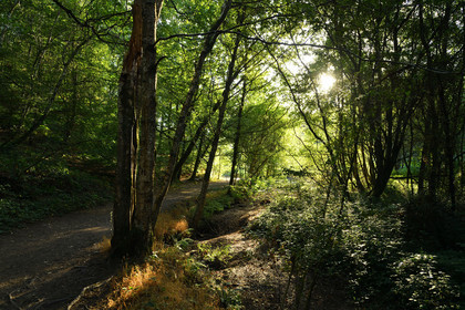 France, Brocéliande
