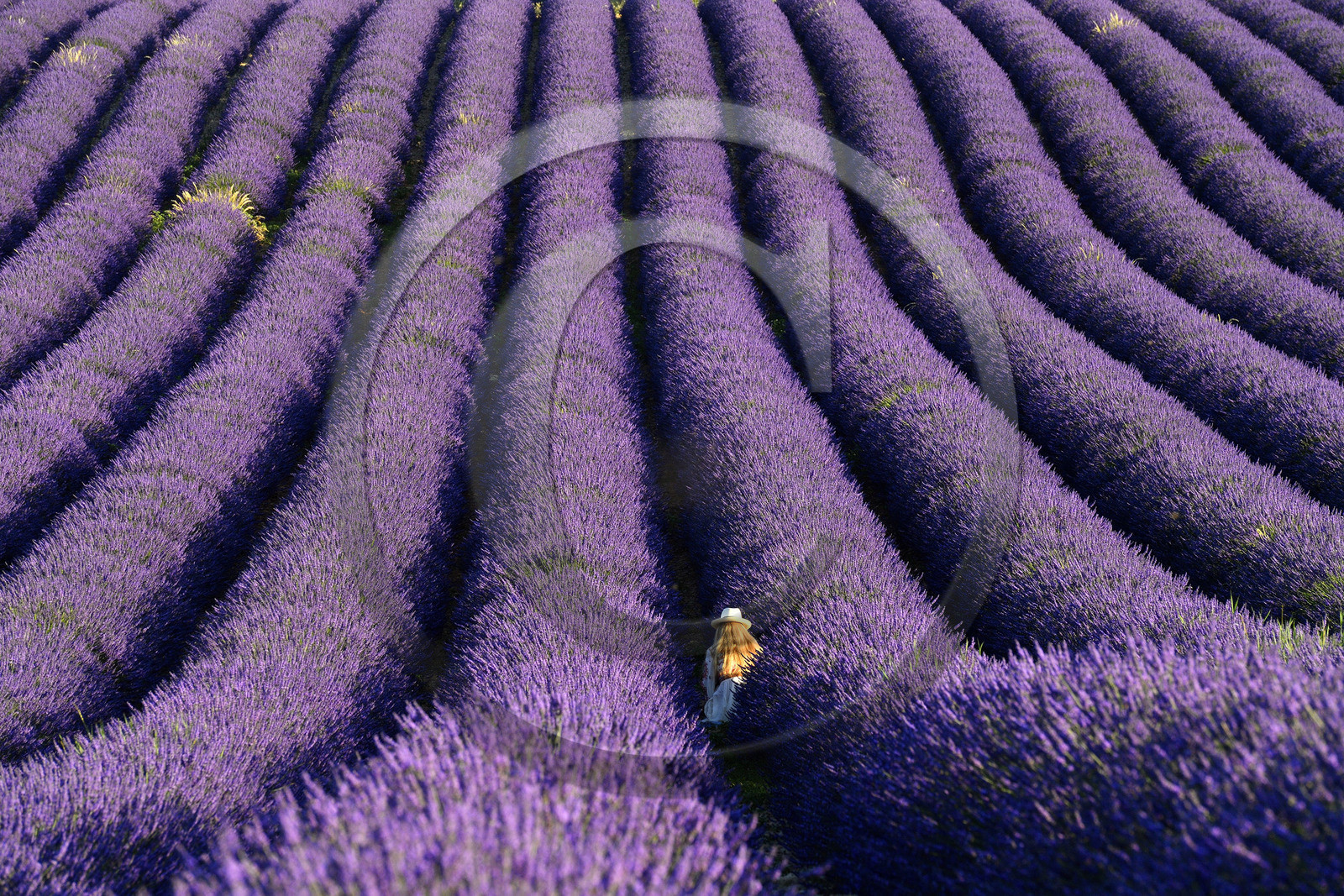 France, Valensole