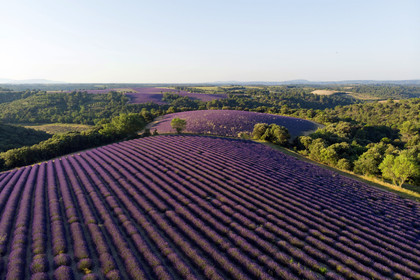 France, Valensole