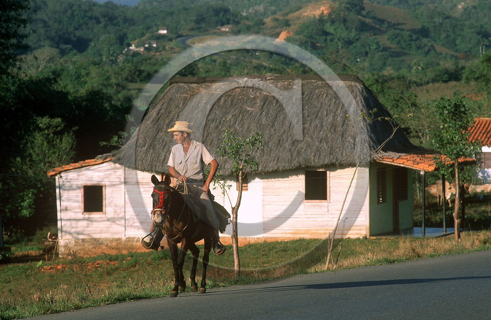 RÉGION DE VINALES.CUBA