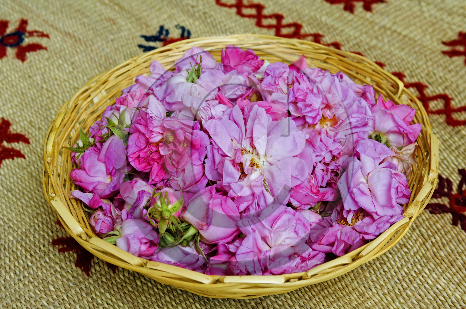 Roses, Maroc