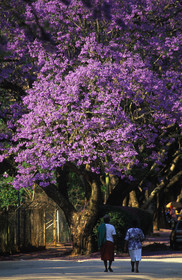 AFRIQUE DU SUD