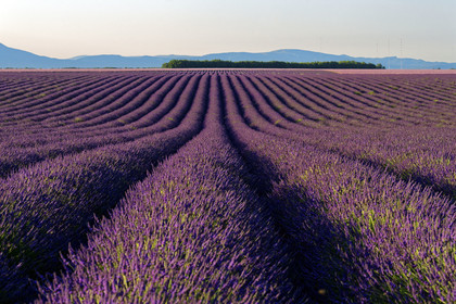 France, Valensole