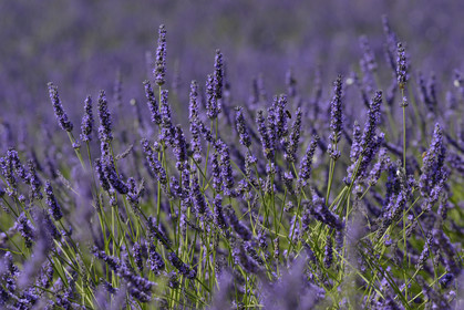 France, Valensole