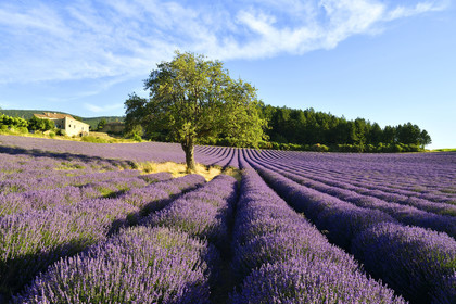 France, Sault
