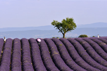 France, Valensole