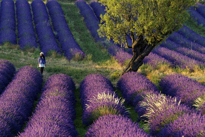 France, Valensole