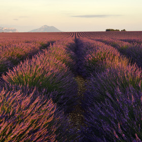 France, Valensole