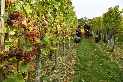 France, Dambach la Ville