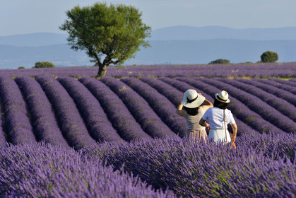 France, Valensole