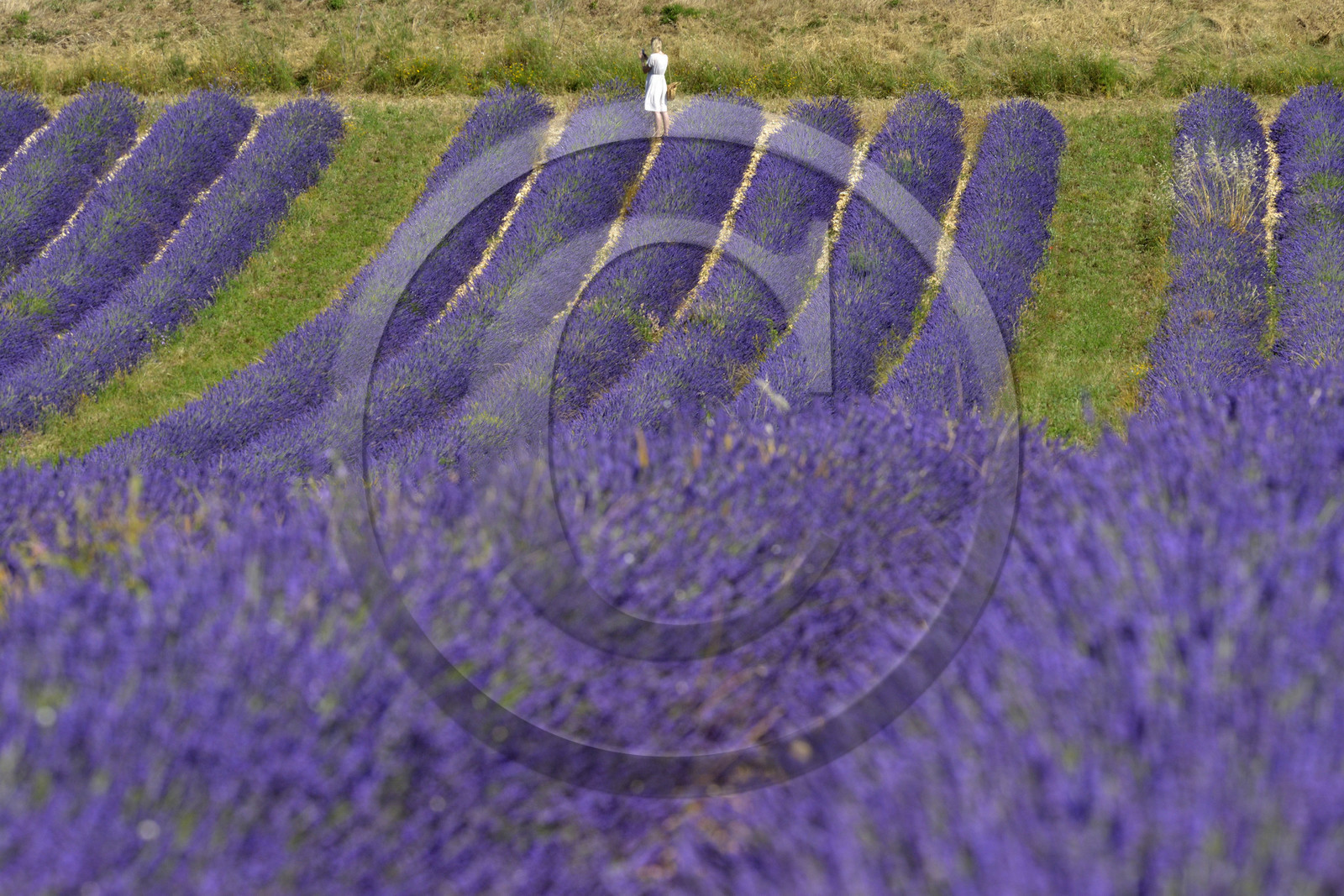 France, Valensole